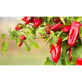 Red Chilli Hybrid Plant